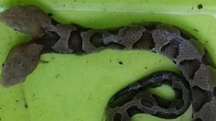 Φίδι με… δύο κεφάλια “έκοβε βόλτες” σε αυλή σπιτιού (βίντεο)